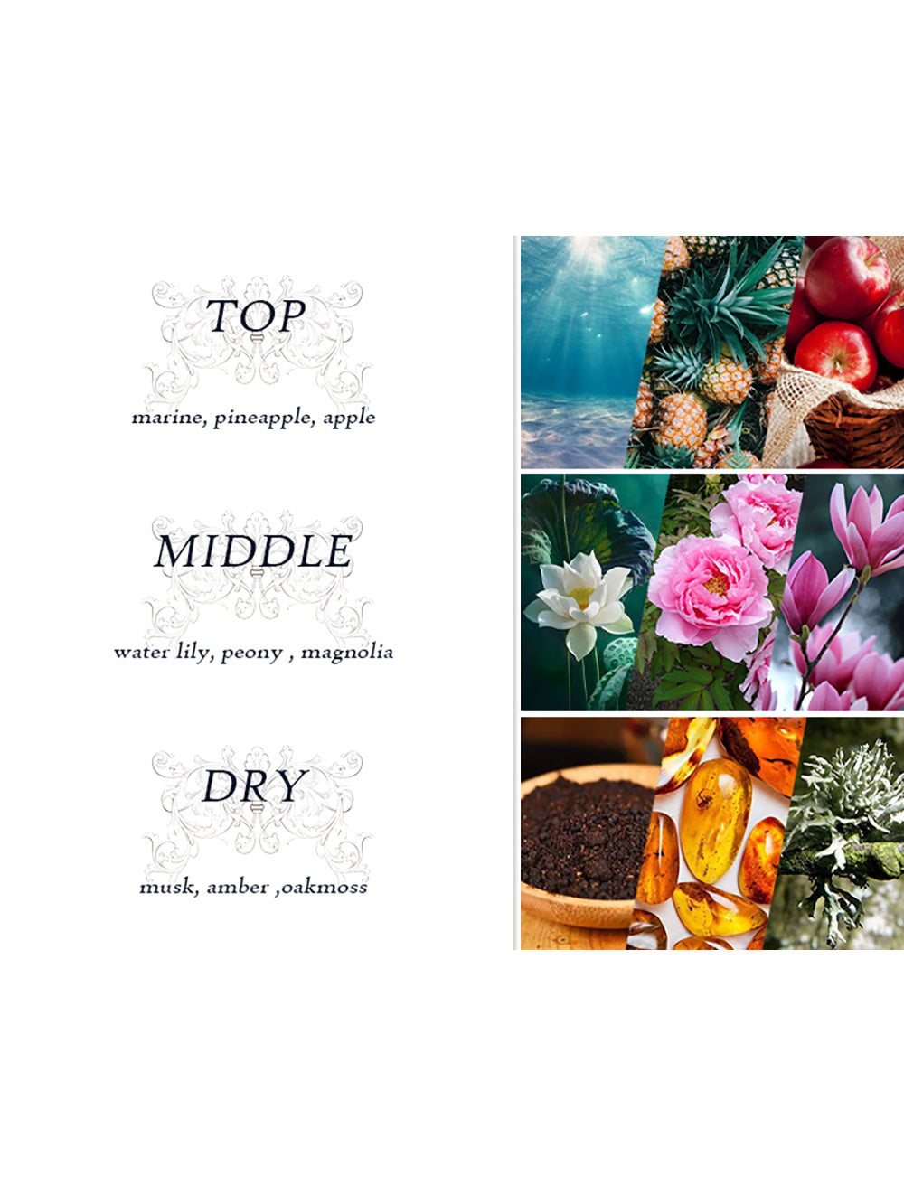 Dear Body Mist for Women, 250ml | Long-Lasting Refreshing Fragrance | Perfect for Daily Use (Sweet Wish) DEAR BODY